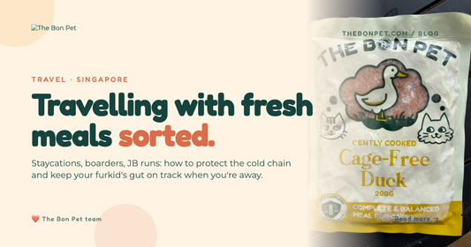 Feeding Fresh Pet Food While Travelling in Singapore