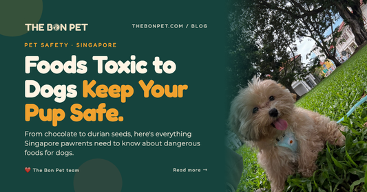Foods Toxic to Dogs: A Singapore Pawrent's Danger List