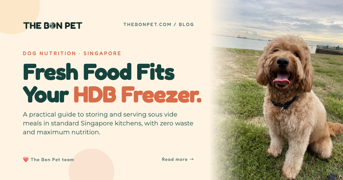 Fresh Dog Food in an HDB Flat: SG Feeding Guide