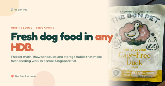 Fresh Dog Food in an HDB Flat: SG Feeding Guide