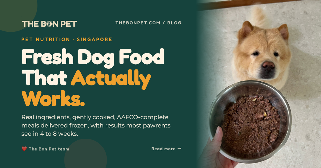 Fresh Dog Food in Singapore: The Complete Pawrent's Guide