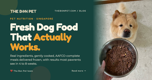 Fresh Dog Food in Singapore: The Complete Pawrent's Guide