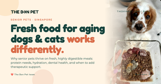 Fresh Pet Food For Senior Dogs Cats Benefits Tips