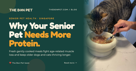 Fresh Pet Food for Senior Dogs & Cats: Benefits, Nutrition & Tips