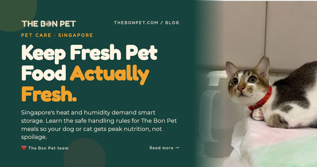 Fresh Pet Food in Singapore Humidity: Safe Handling Guide