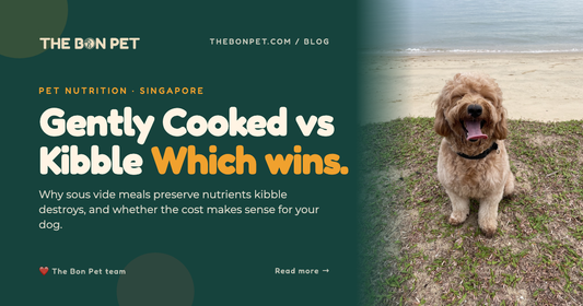 Gently Cooked vs Traditional Dog Food: An Honest Singapore Guide