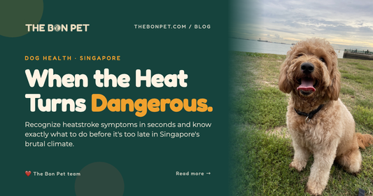 Heatstroke in Dogs: A Singapore Heat Survival Guide
