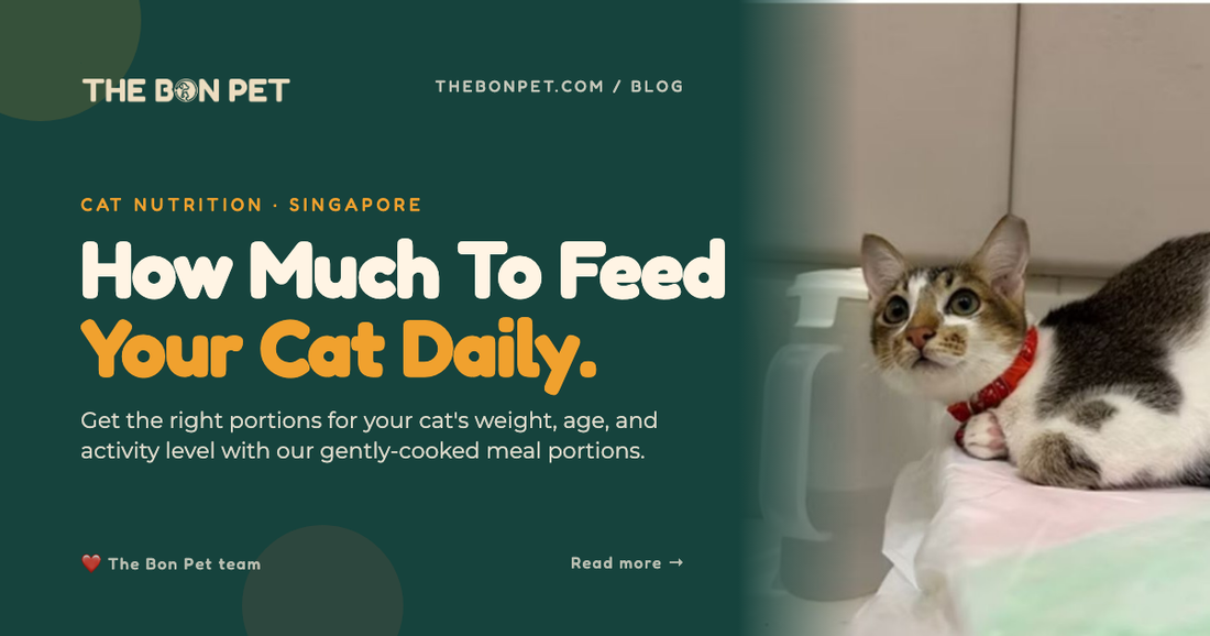 How Much To Feed A Cat: SG Portion Guide (200g Packs)