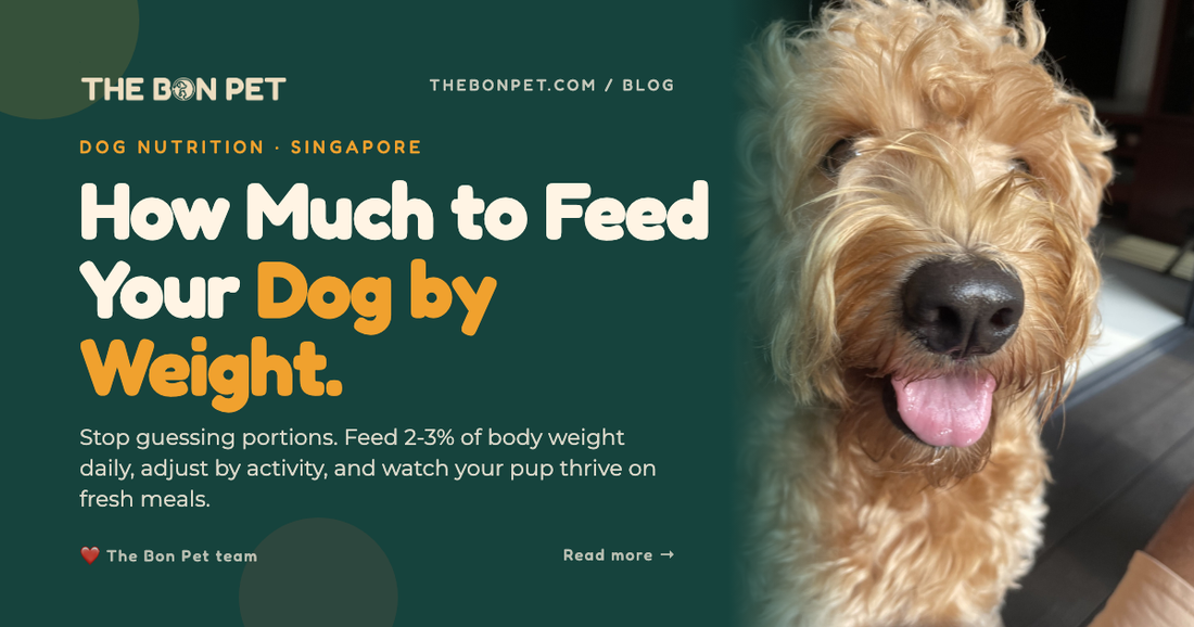 How Much to Feed a Dog: Singapore Portion Guide (by Weight)