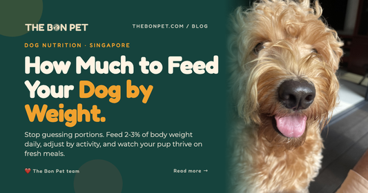 How Much to Feed a Dog: Singapore Portion Guide (by Weight)