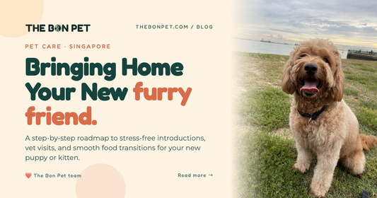 How to Introduce a New Pet to Your Home: SG Guide