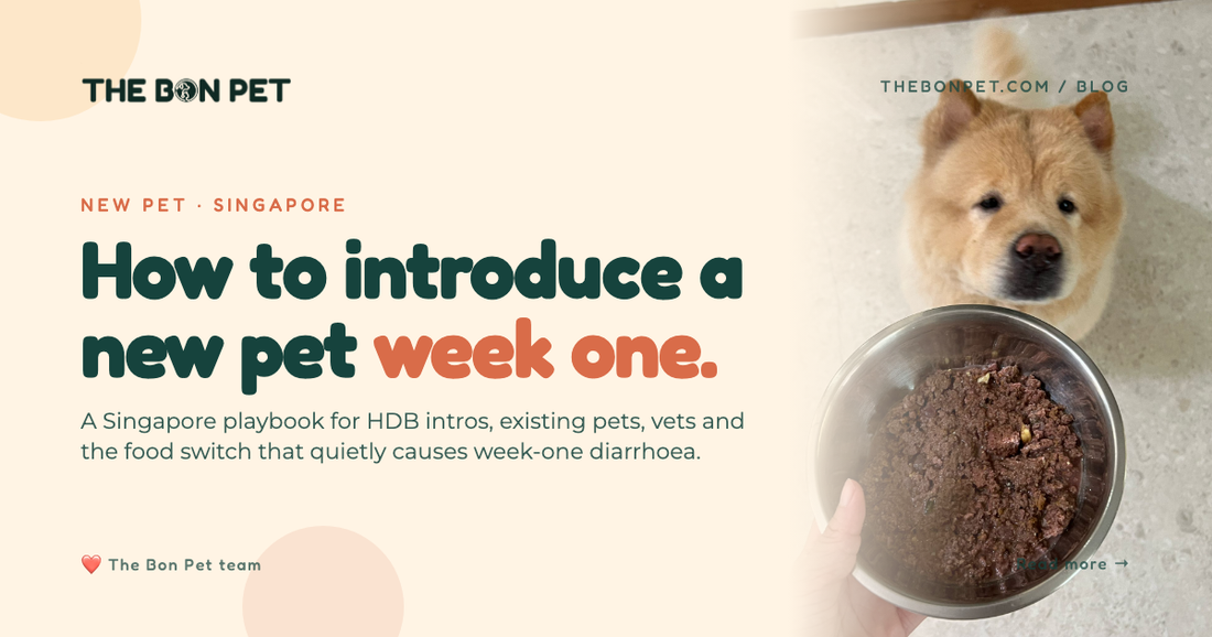 How to Introduce a New Pet to Your Home: SG Guide