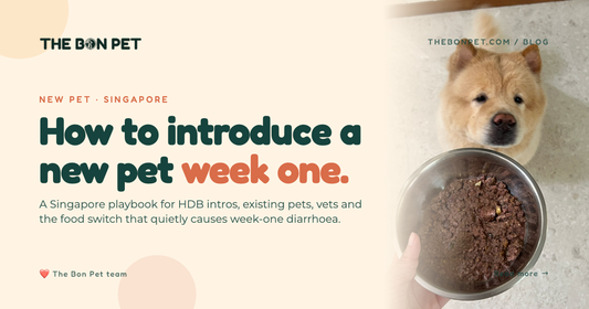 How to Introduce a New Pet to Your Home: SG Guide