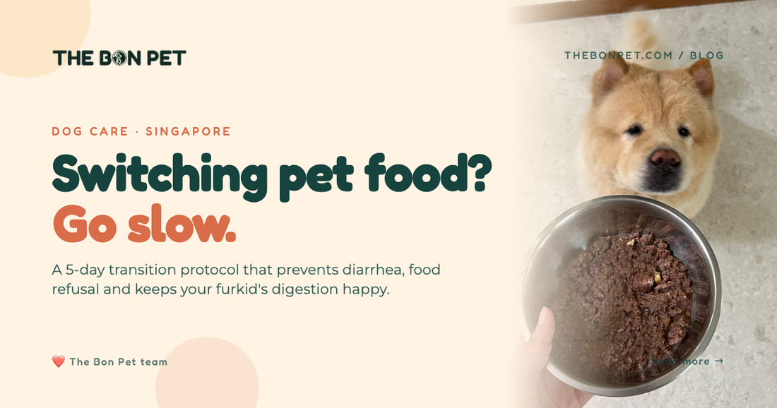 How To Transition Pet Food Singapore