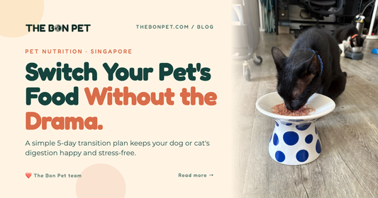 How to Transition Your Dog or Cat to New Food (Without the Tummy Upset)