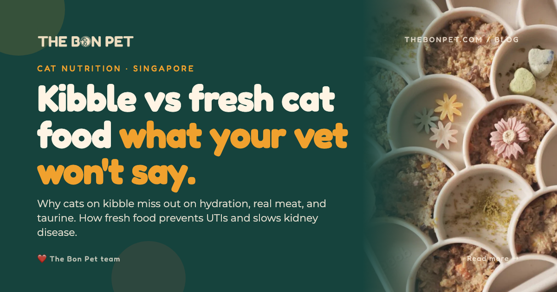Kibble Vs Fresh Cat Food Guide
