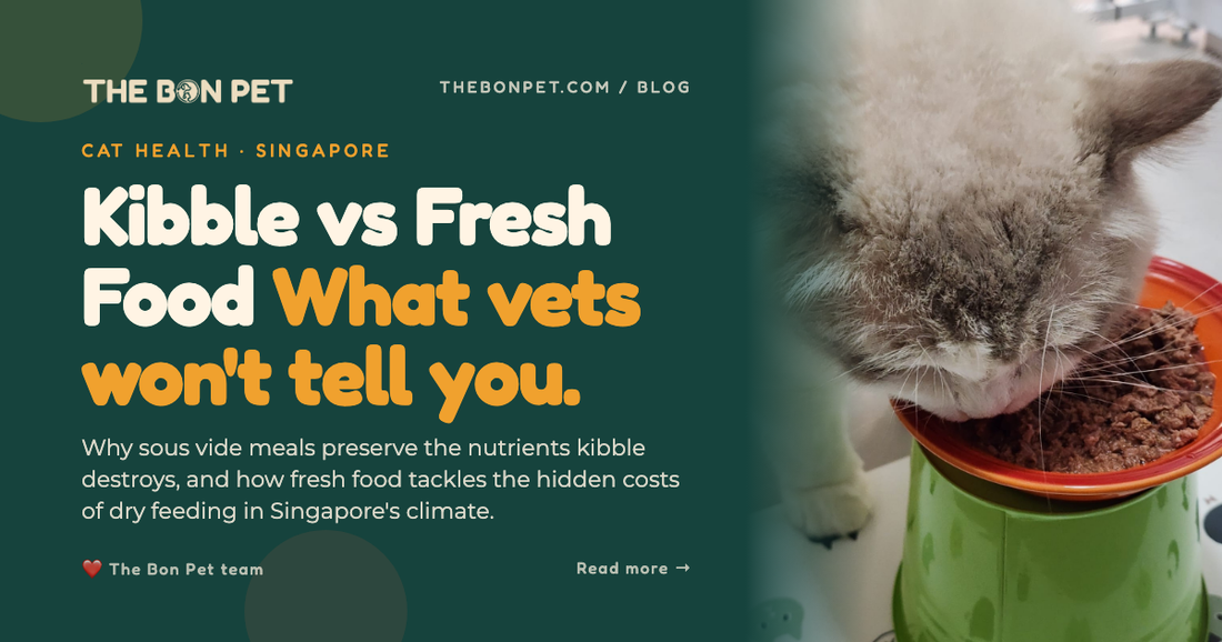 Kibble vs Fresh Cat Food: A Singapore Guide for Pawrents 🐱