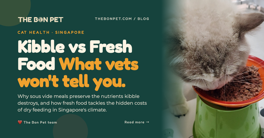 Kibble vs Fresh Cat Food: A Singapore Guide for Pawrents 🐱