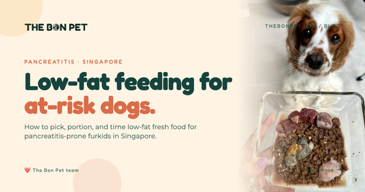 Low-Fat Dog Food in Singapore: Pancreatitis Guide