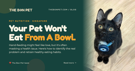 My Pet Only Eats When Hand Fed - What To Do