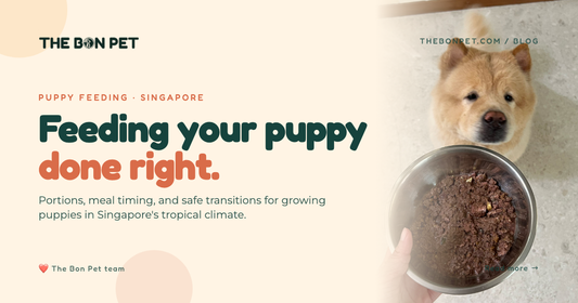 Puppy Feeding Guide Singapore: Fresh Food, Portions, Ages