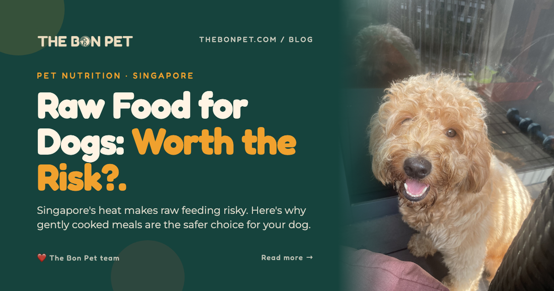 Raw Food Diet for Dogs in Singapore: Safe or Risky?