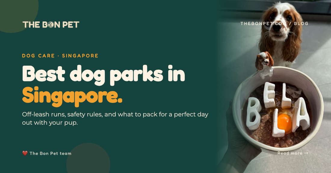 Safe Fun Pet Parks In Singapore