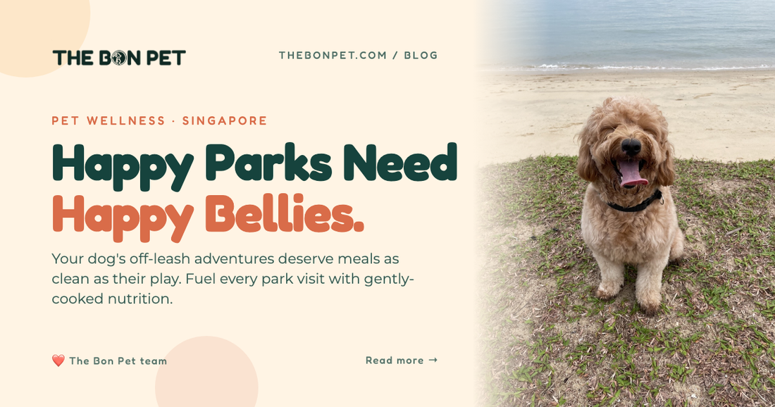 Safe & Fun Pet Parks in Singapore: A Pawrent's Guide to the Best Off-Leash Spaces