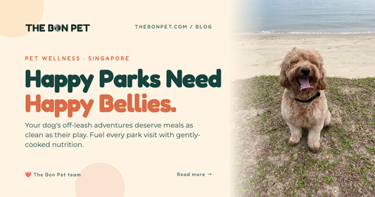 Safe & Fun Pet Parks in Singapore: A Pawrent's Guide to the Best Off-Leash Spaces