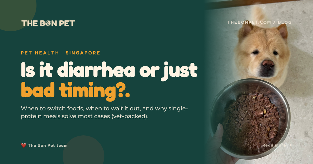 Solving Pet Diarrhea When To Change Food