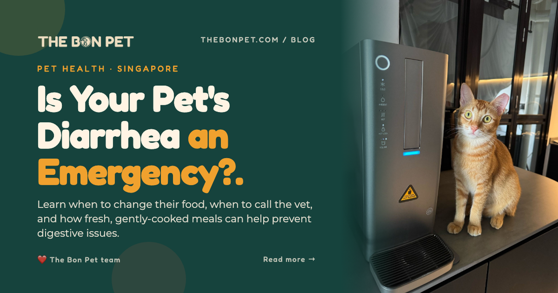 Solving Pet Diarrhea: When to Change Food (And When to Wait)