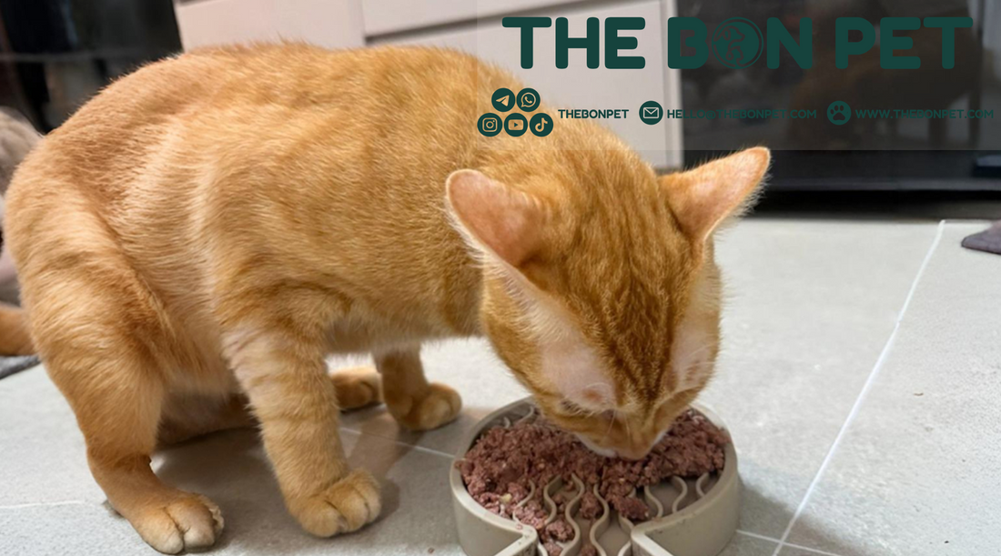 Underweight cat eating high-protein gently cooked food to gain weight