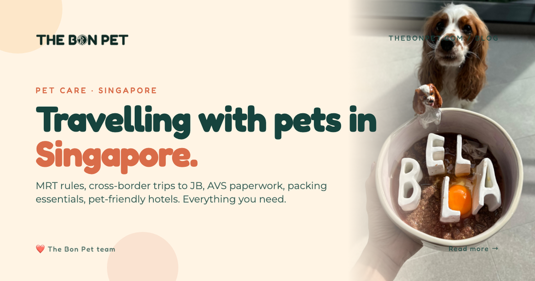 Tips For Traveling With Pets In Singapore