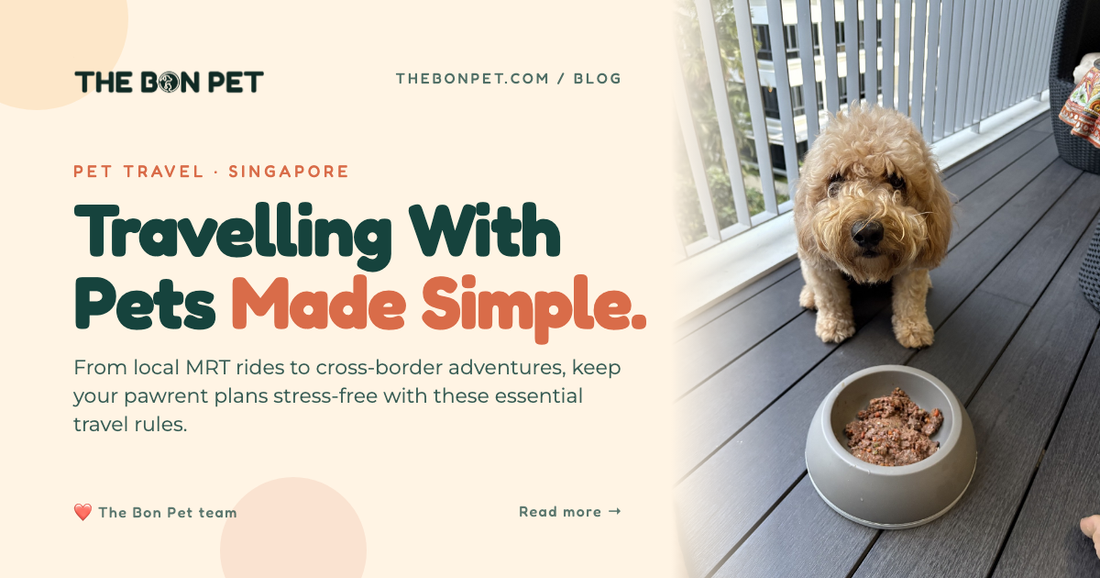 Travelling With Pets in Singapore: A Practical Guide for Pawrents