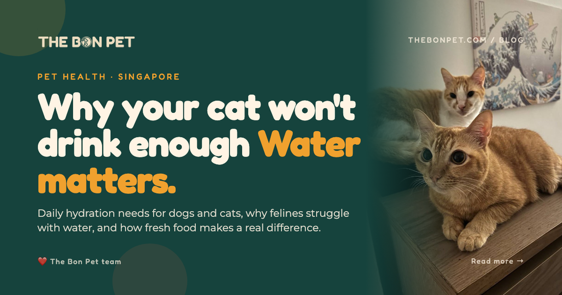 Understanding Your Pet S Water Intake Needs
