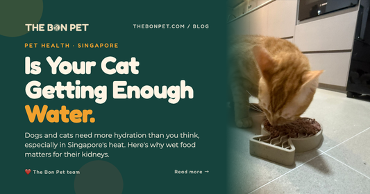 Understanding Your Pet's Water Intake Needs (& Why Cats Struggle)