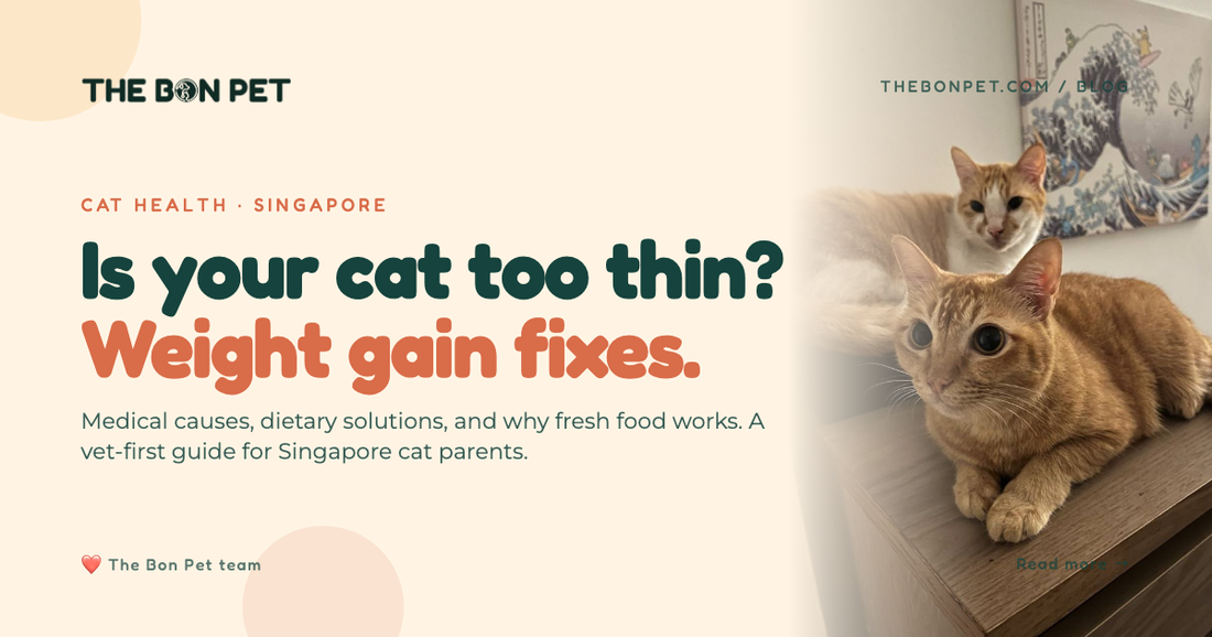 Underweight Cat Food Guide