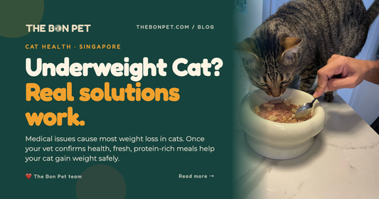 Underweight Cat? A Pawrent's Guide to Healthy Weight Gain