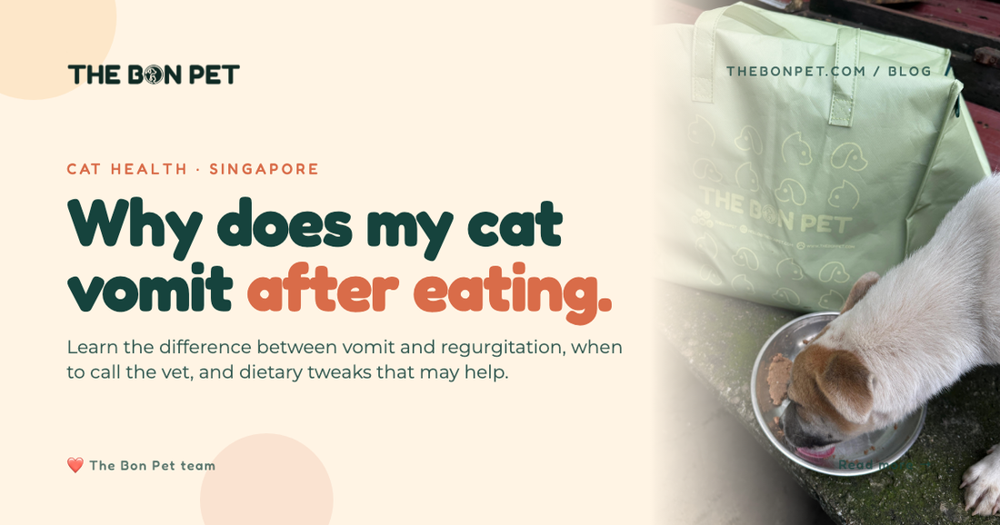 Why Does My Cat Vomit After Eating