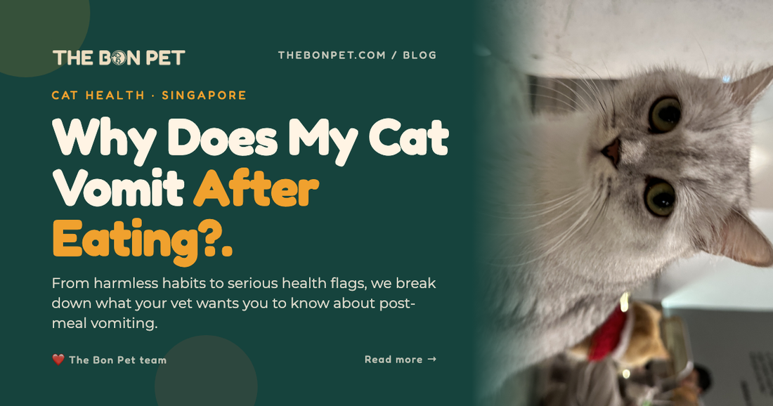 Why Does My Cat Vomit After Eating? A Pawrent's Vet-Credible Guide