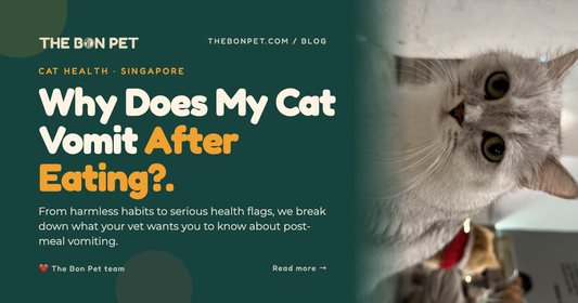 Why Does My Cat Vomit After Eating? A Pawrent's Vet-Credible Guide