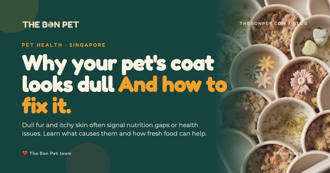 Why Does My Pet Have Dull Fur Skin Issues