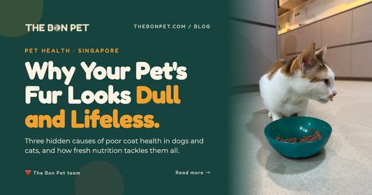 Why Does My Pet Have Dull Fur and Skin Issues? A Singapore Pawrent's Guide