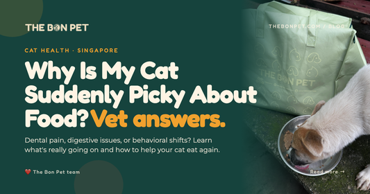 Why Is My Cat Suddenly Picky About Food