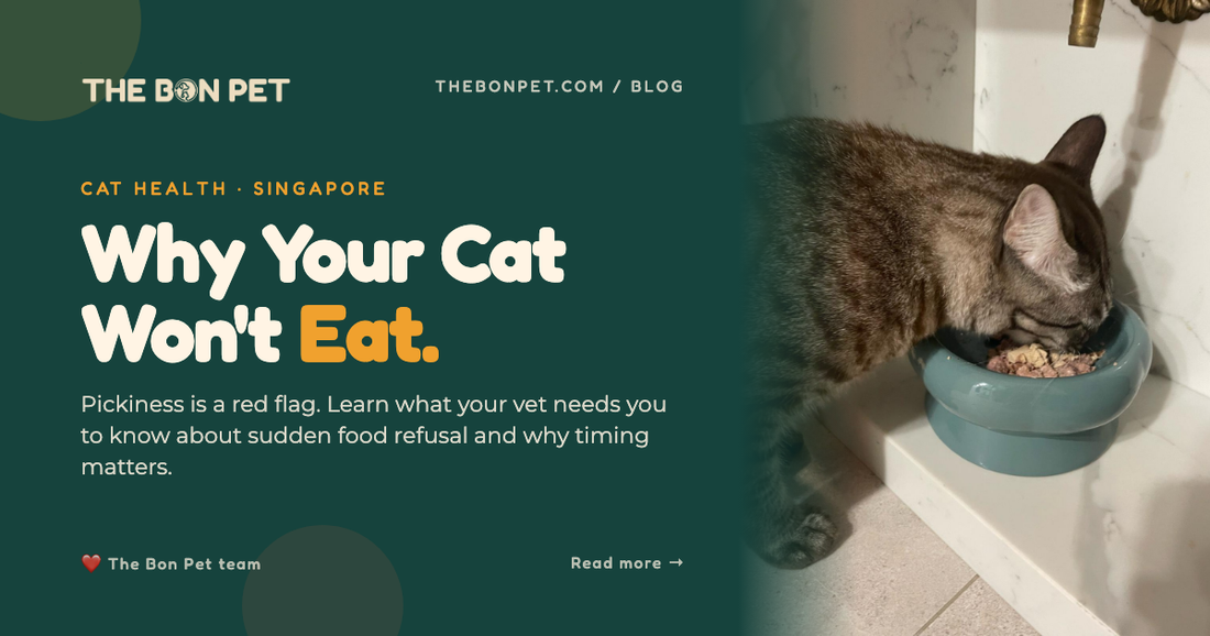 Why Is My Cat Suddenly Picky About Food? A Vet-Backed Guide