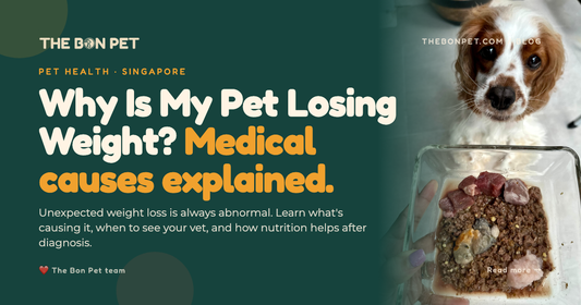 Why Is My Pet Losing Weight Unexpectedly