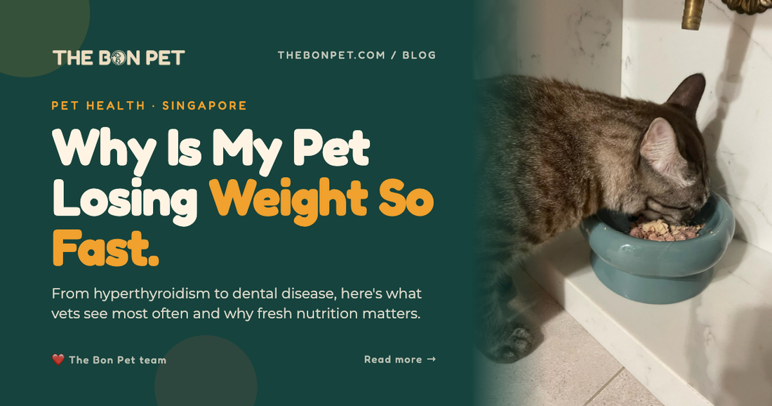 Why Is My Pet Losing Weight Unexpectedly? A Guide for Singapore Pawrents