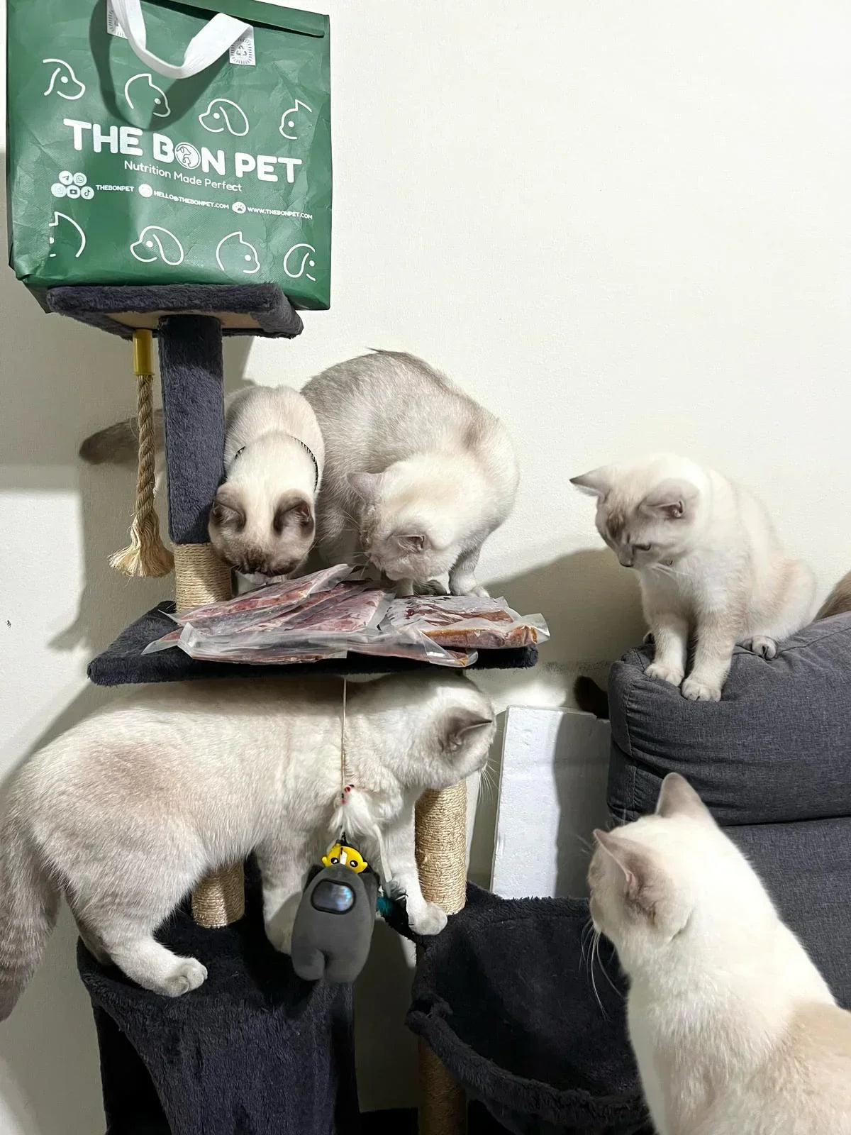 The Bon Pet single protein beef cat food made with grass-fed beef and human grade ingredients