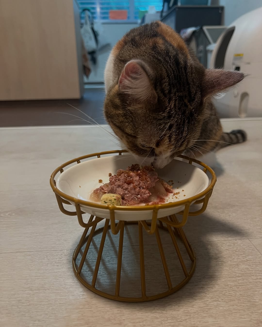 Gently Cooked Free Range Chicken for Cats - Trial Packs