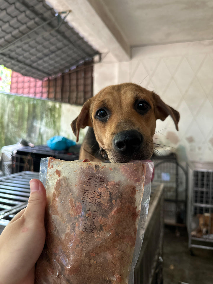 A rescue puppy with a Bon Pet beef pack - the same quality food we ship to every Singapore pawrent